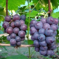 青岛巨峰葡萄的营养价值与注意事项